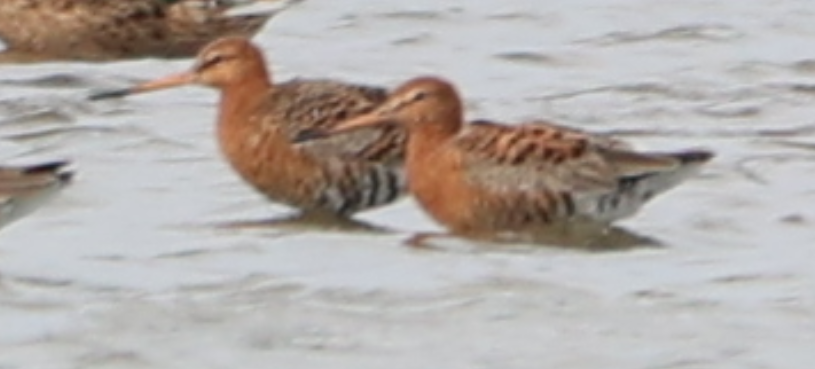 Black-tailed Godwit - ML616995343