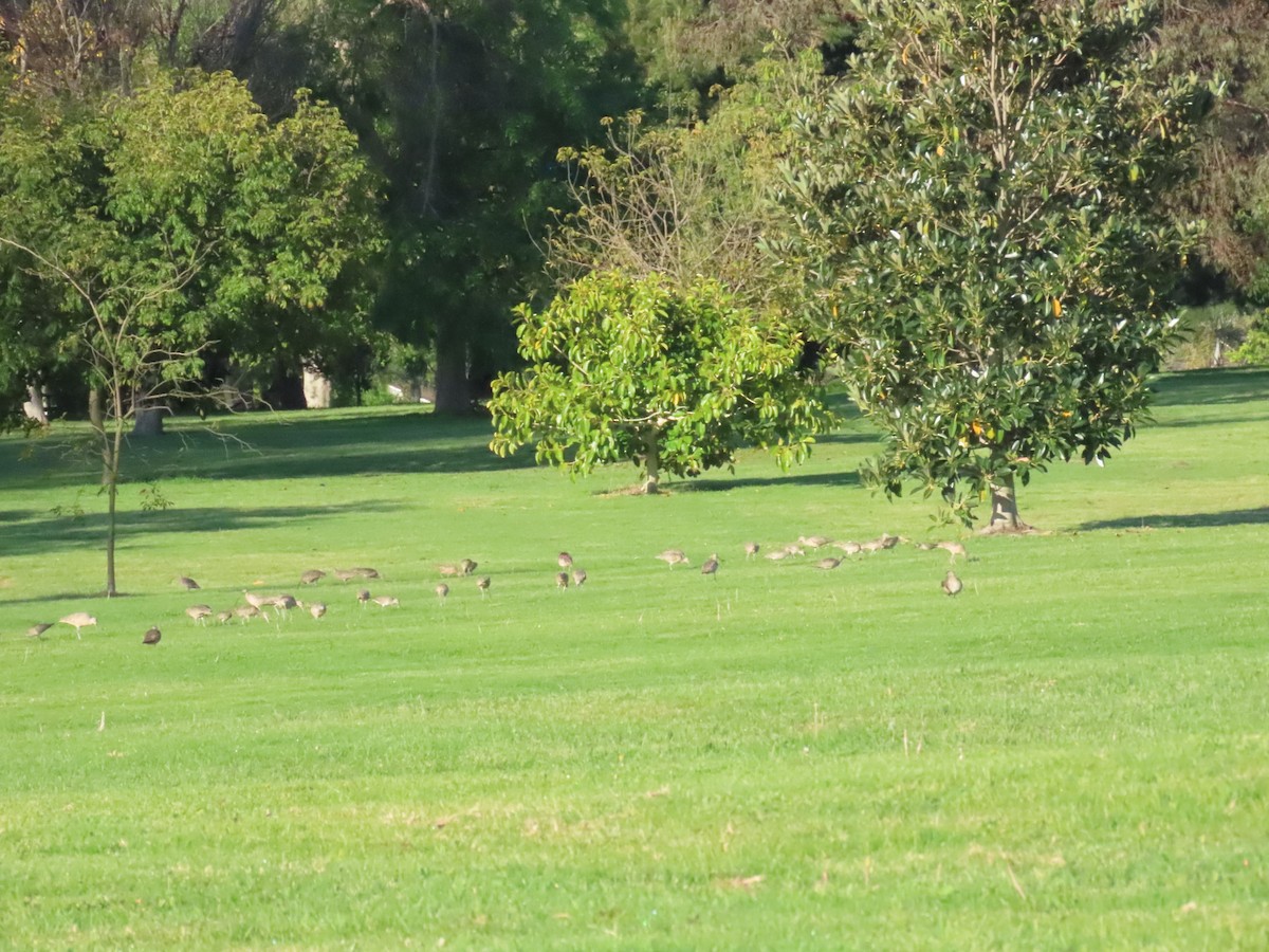 Long-billed Curlew - ML616995376