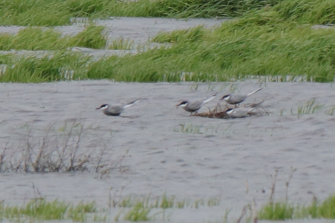 Whiskered Tern - ML616995409