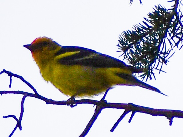 Western Tanager - Elaine Thomas