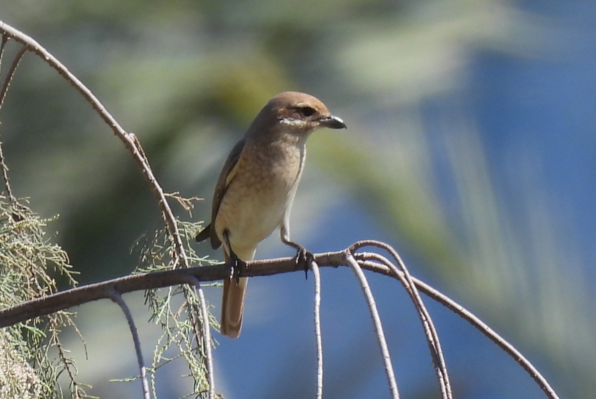 Isabelline Shrike (Daurian) - ML616995621