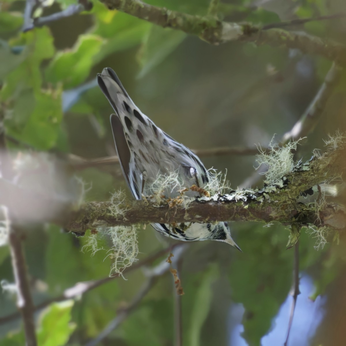 Black-and-white Warbler - ML616995702