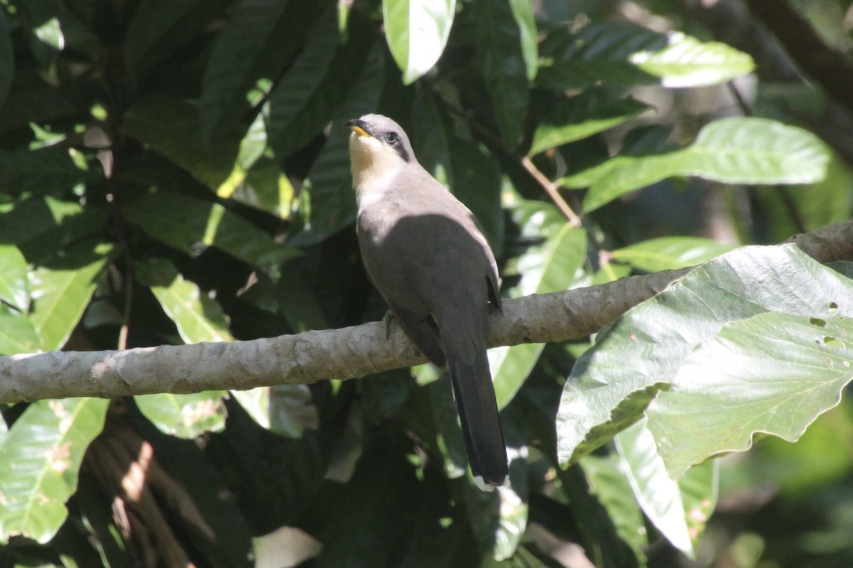Mangrove Cuckoo - ML616995720