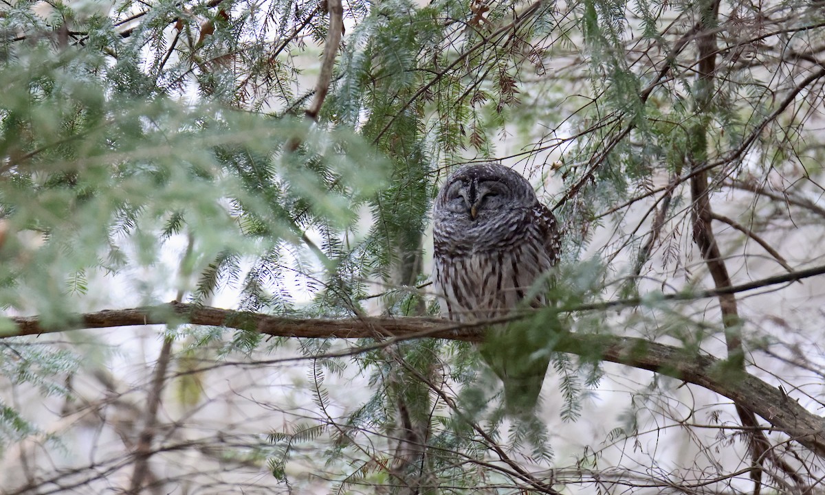 Barred Owl - ML616995741