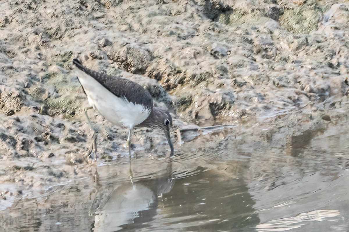 Common Greenshank - ML616995754