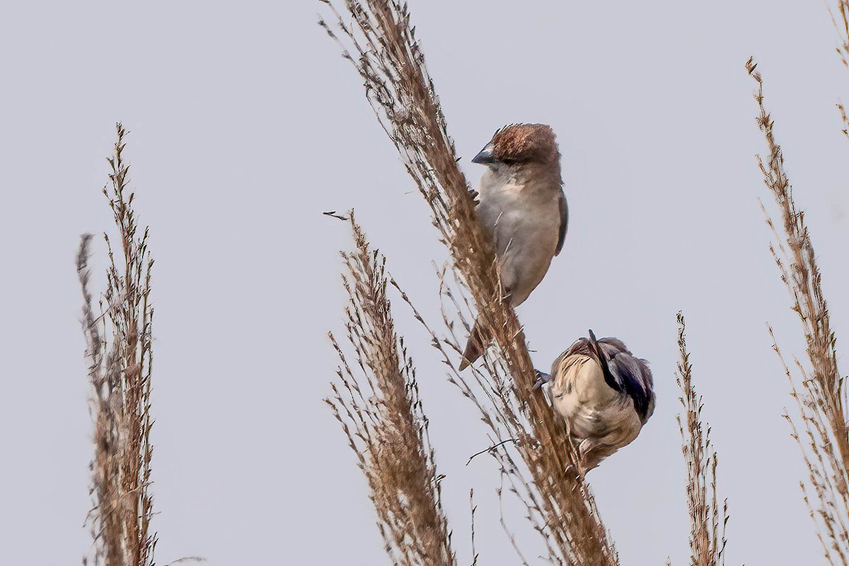 Indian Silverbill - ML616995769