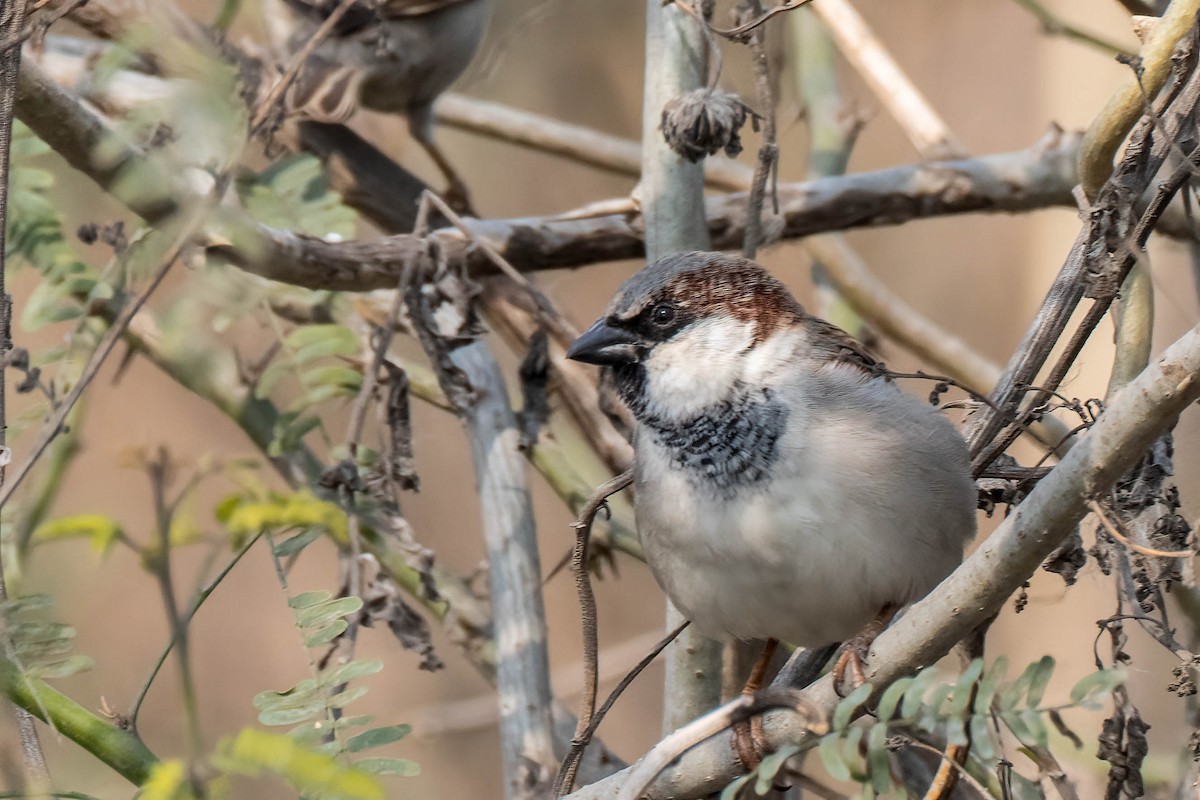 Sind Sparrow - Gustino Lanese