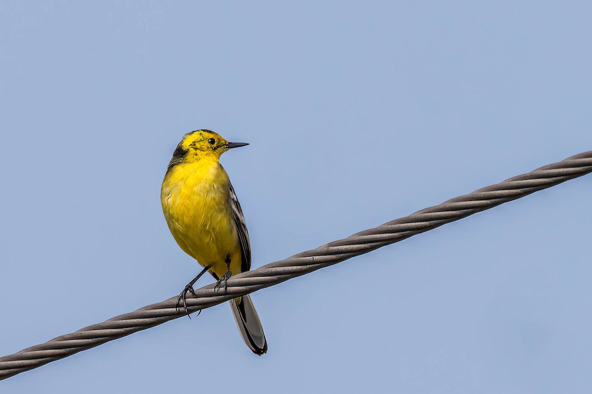 Citrine Wagtail - ML616995788