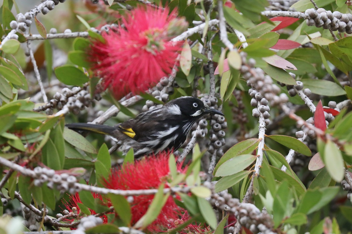 New Holland Honeyeater - Henry Burton