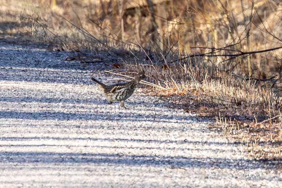 Ruffed Grouse - ML616995801