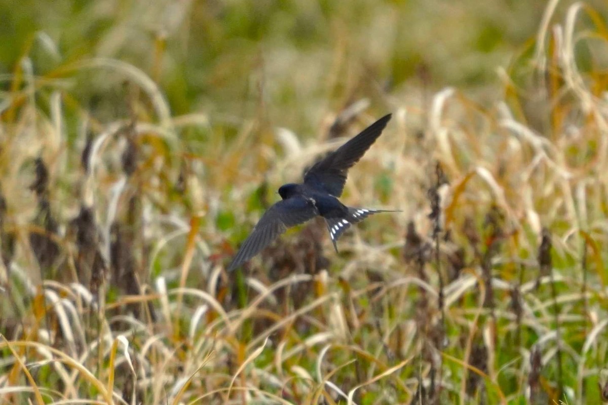 Barn Swallow - Akinobu Hayashi