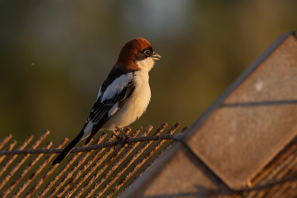 Woodchat Shrike - ML616995857