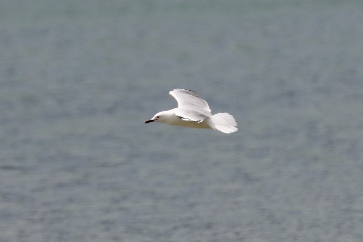 Silver Gull - Henry Burton