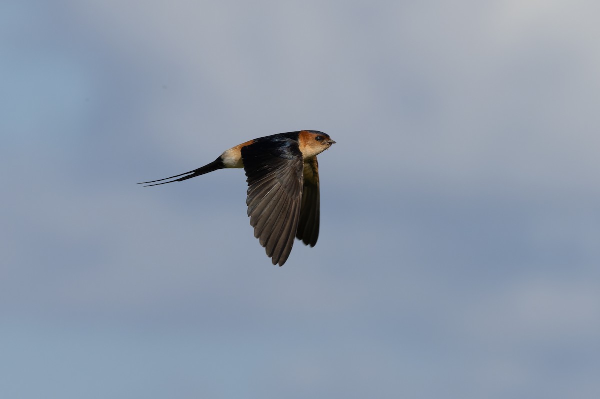 Red-rumped Swallow - ML616995881