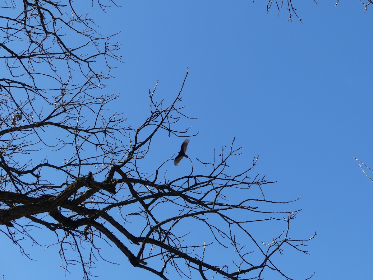 Turkey Vulture - ML616995898