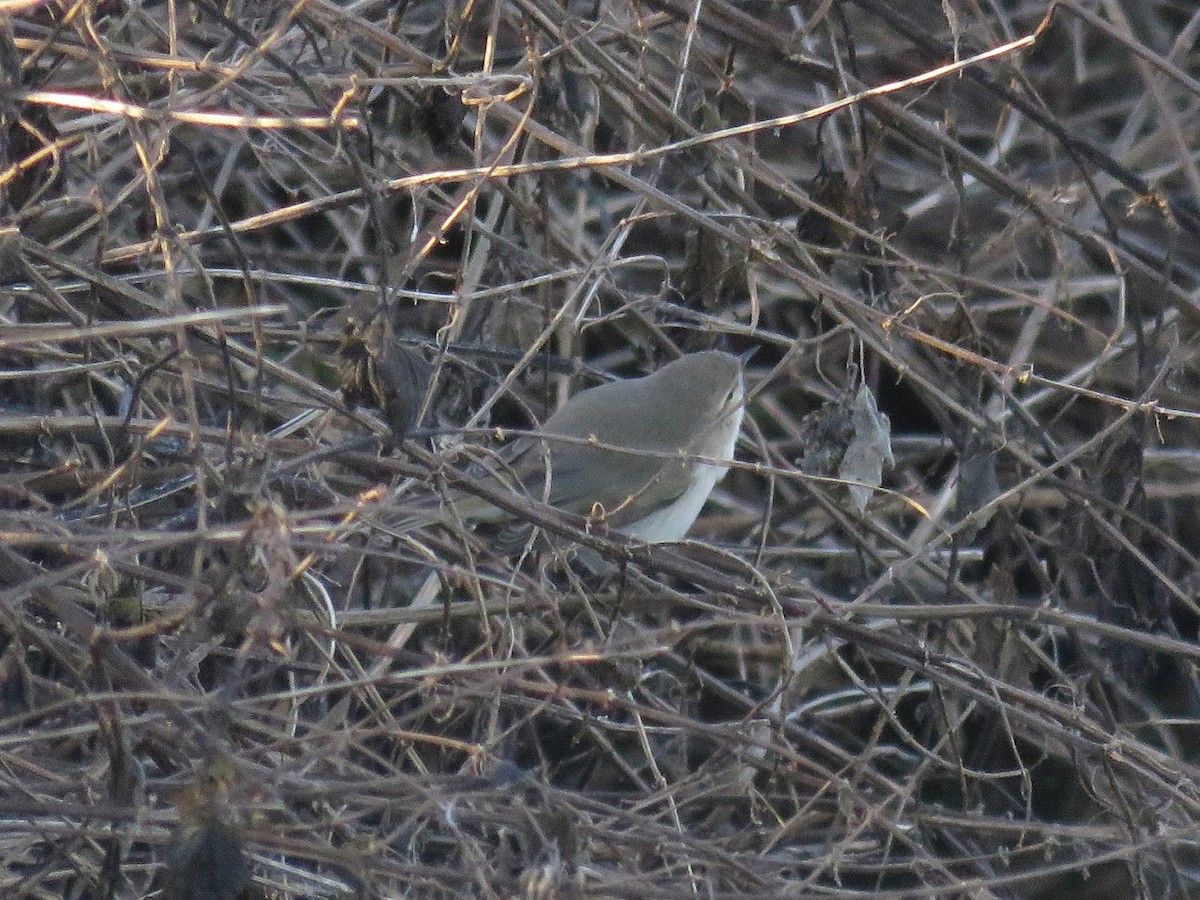 チフチャフ（tristis） - ML616995909