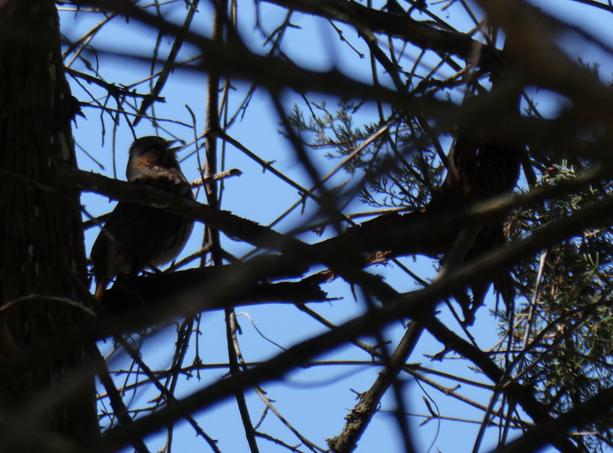 Fox Sparrow - ML616995973