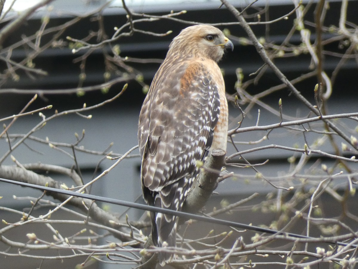 Red-shouldered Hawk - ML616996034