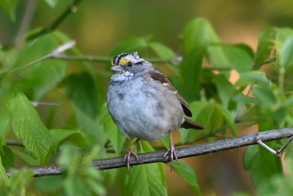 White-throated Sparrow - ML616996036