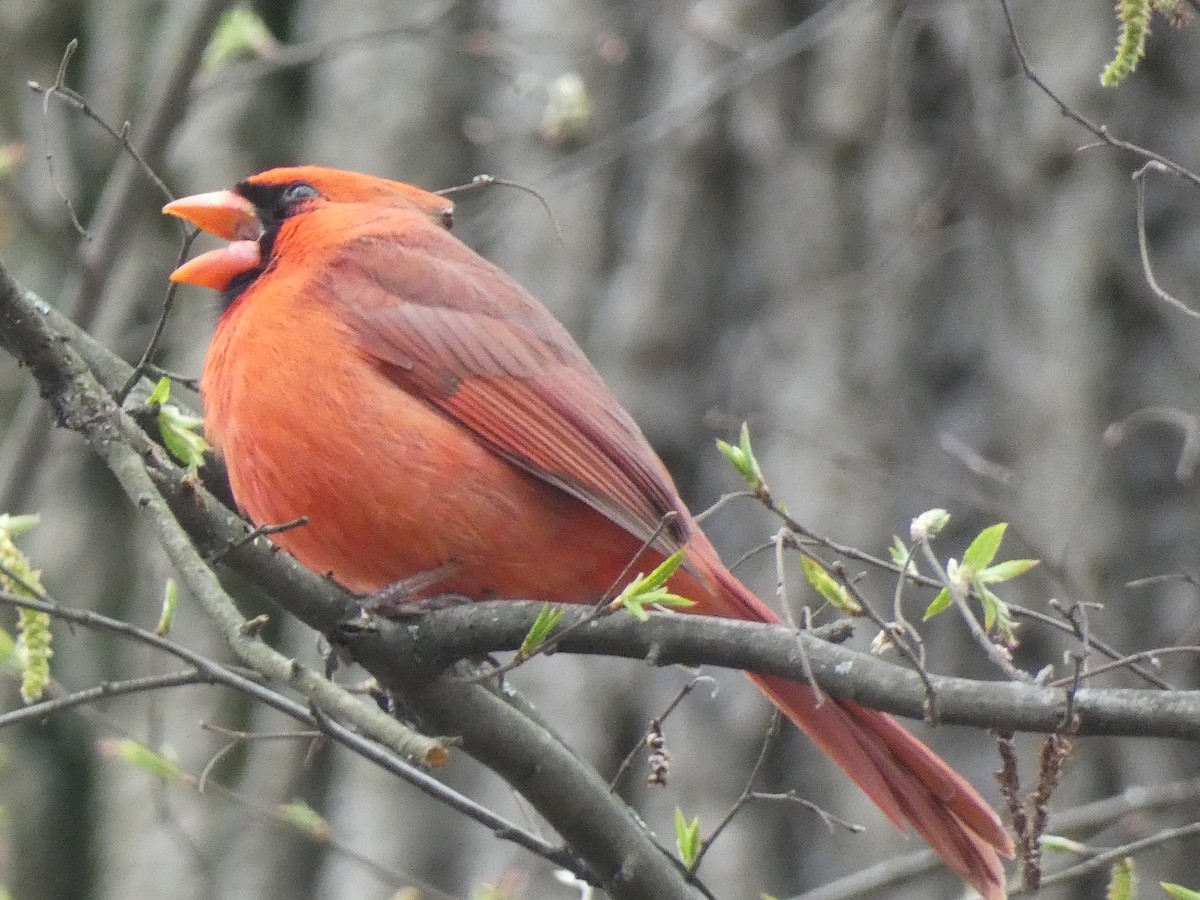 Cardinal rouge - ML616996044