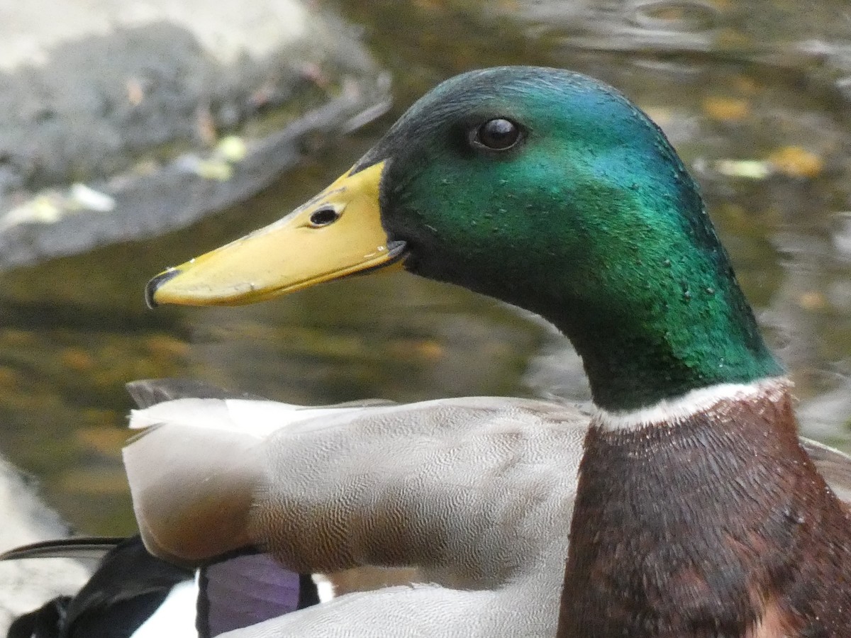 Canard colvert - ML616996057