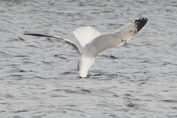 Yellow-legged Gull (michahellis) - Hein Prinsen