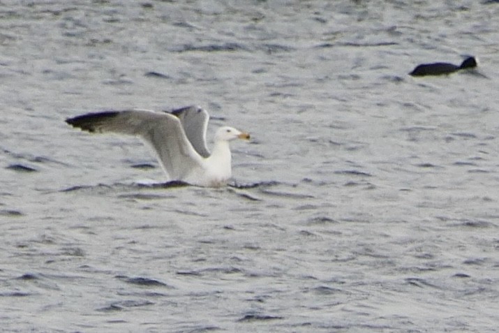 Yellow-legged Gull (michahellis) - ML616996112