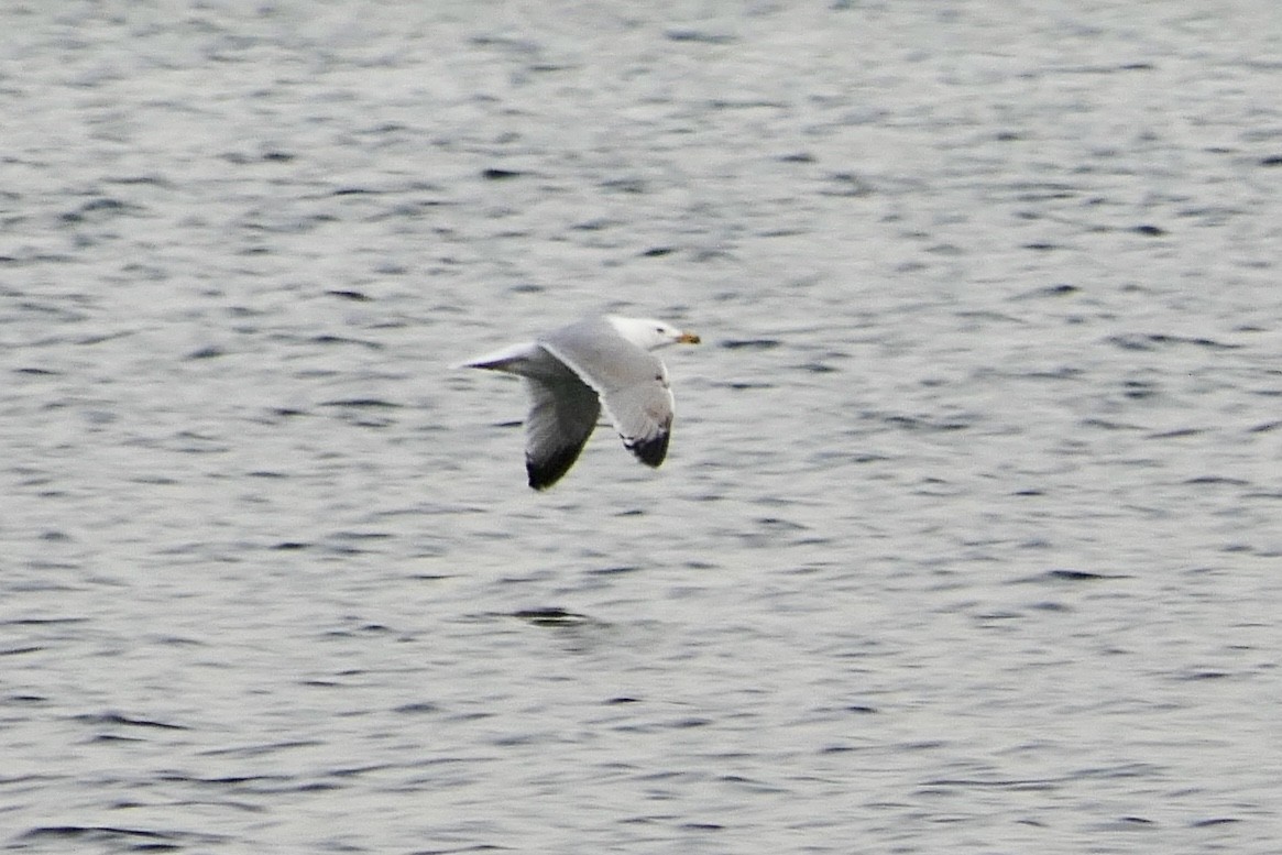 Yellow-legged Gull (michahellis) - ML616996113