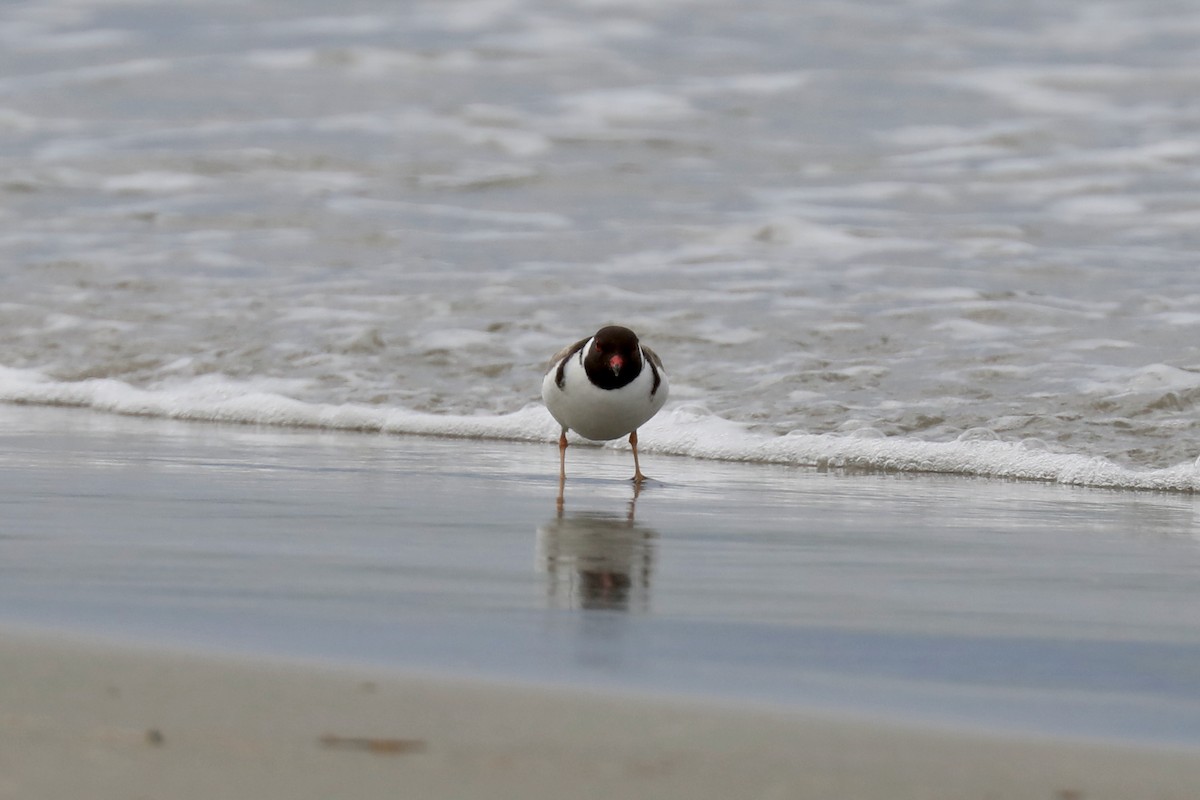 Hooded Plover - ML616996130