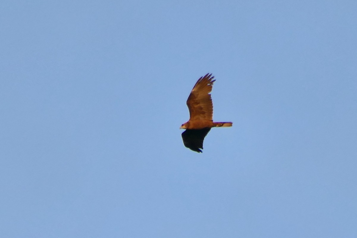 Western Marsh Harrier - Hein Prinsen