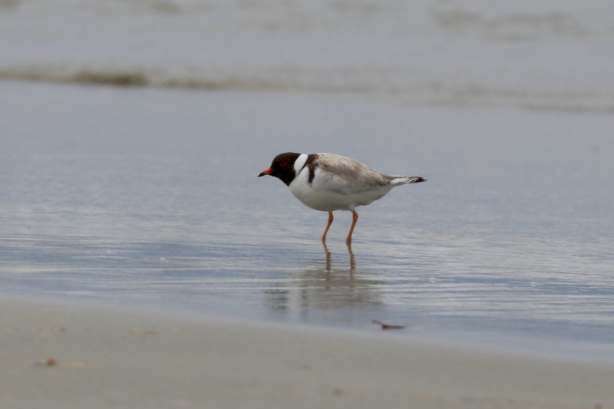 Hooded Plover - ML616996145