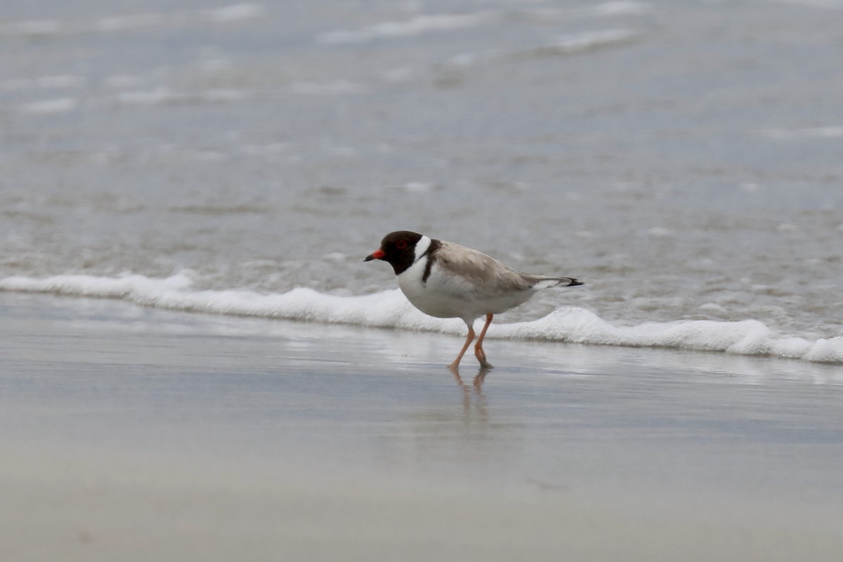 Hooded Plover - ML616996152