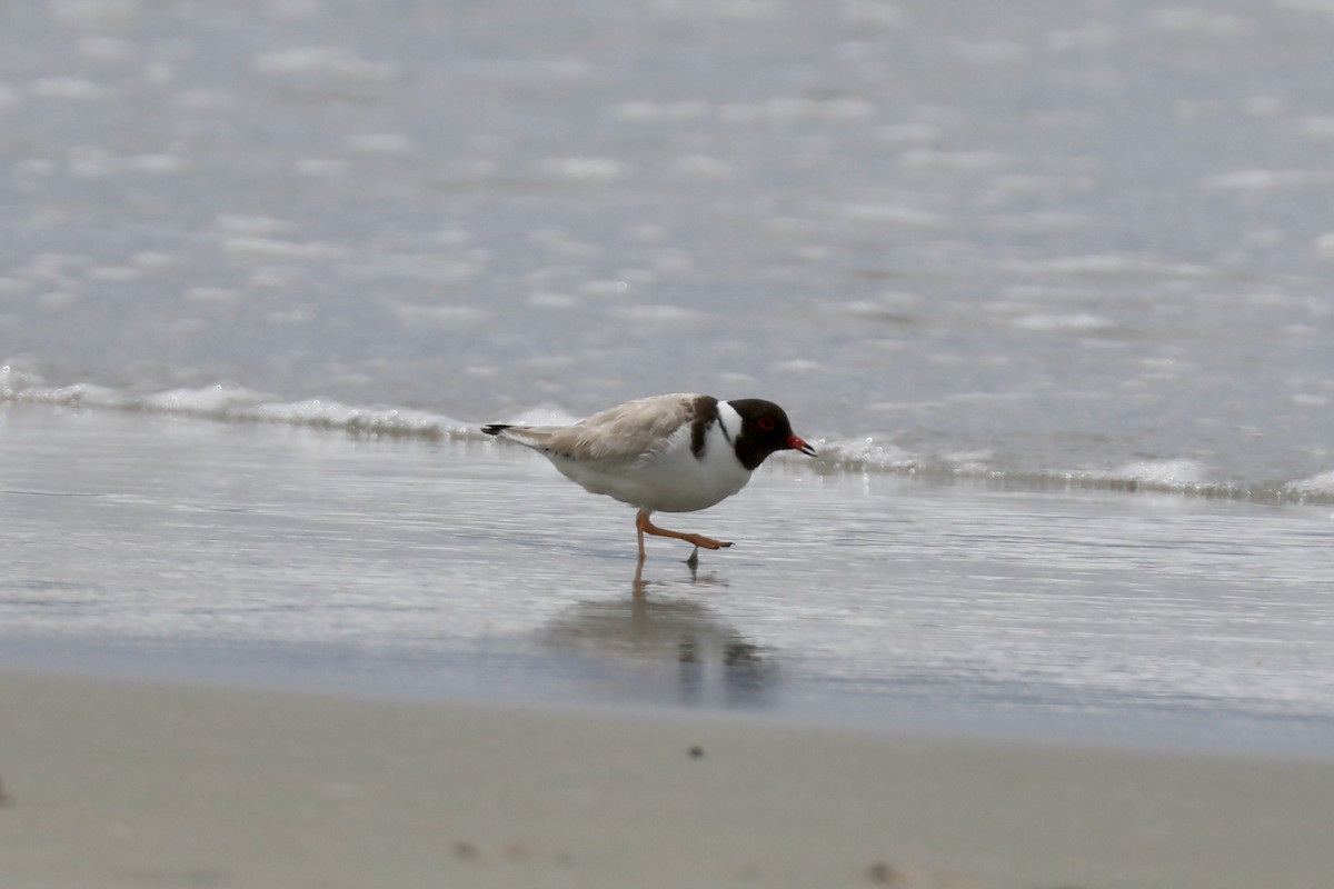 Hooded Plover - ML616996164