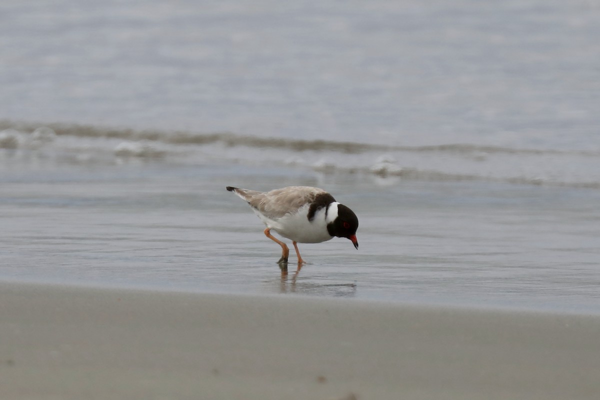 Hooded Plover - ML616996169