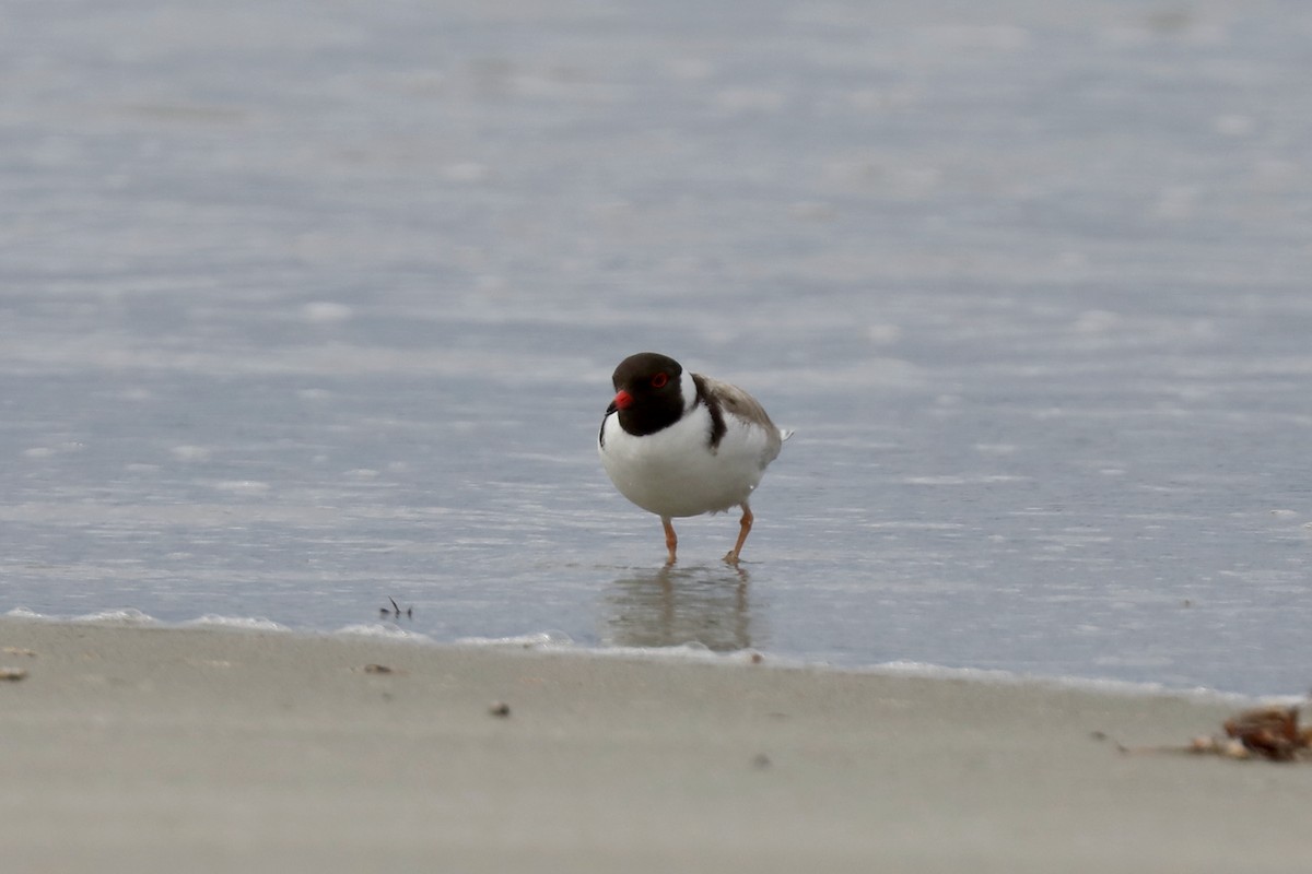 Hooded Plover - ML616996181