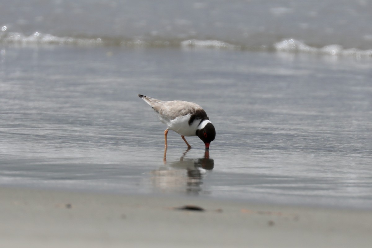 Hooded Plover - ML616996182