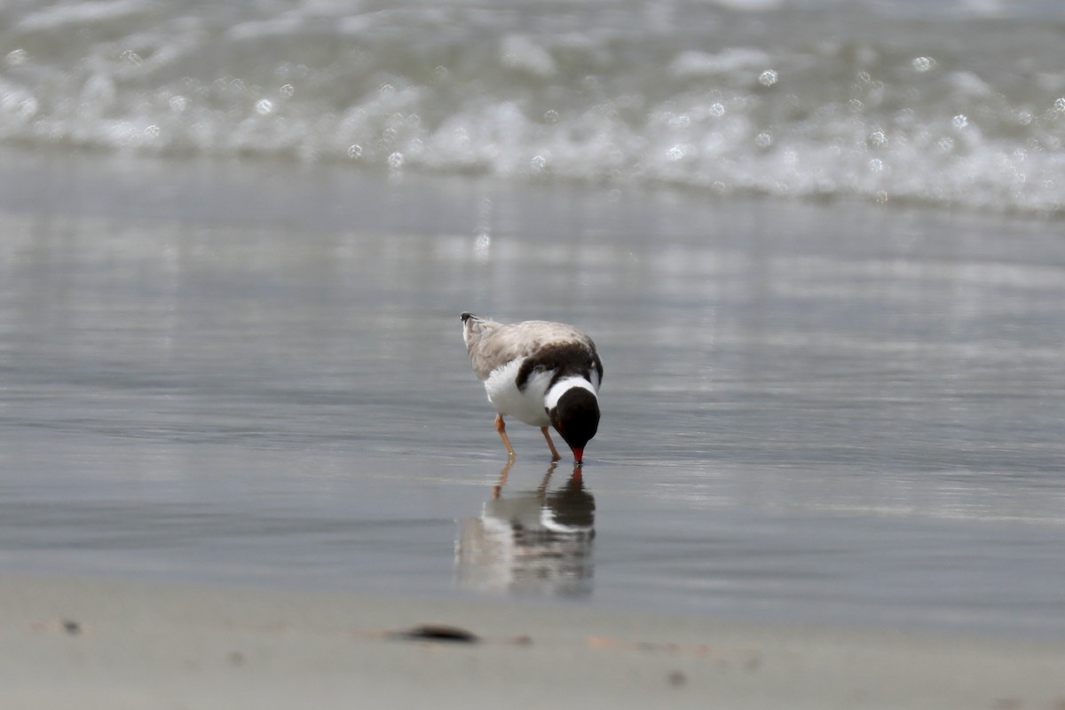 Hooded Plover - ML616996188