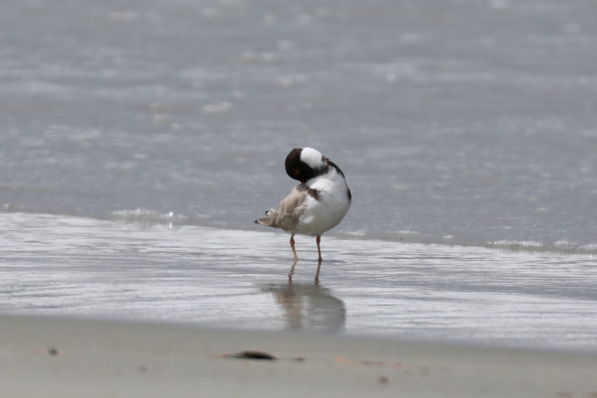 Hooded Plover - ML616996195