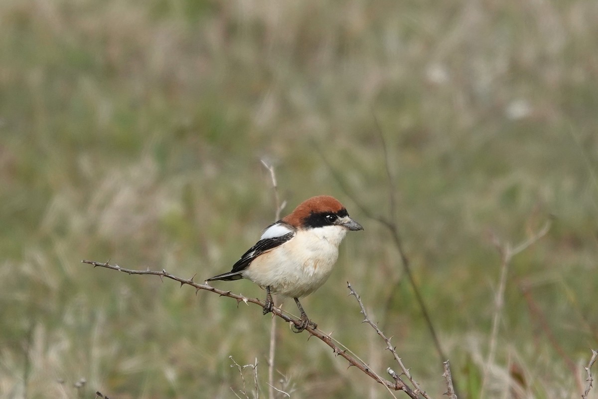 Woodchat Shrike - ML616996200