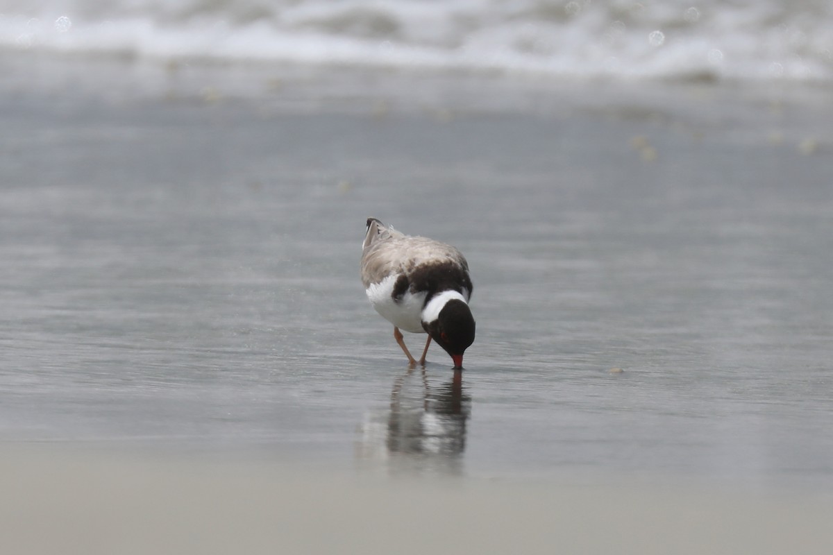 Hooded Plover - ML616996218