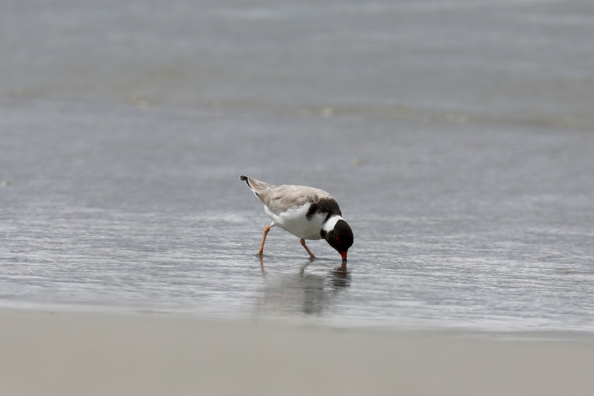 Hooded Plover - ML616996220