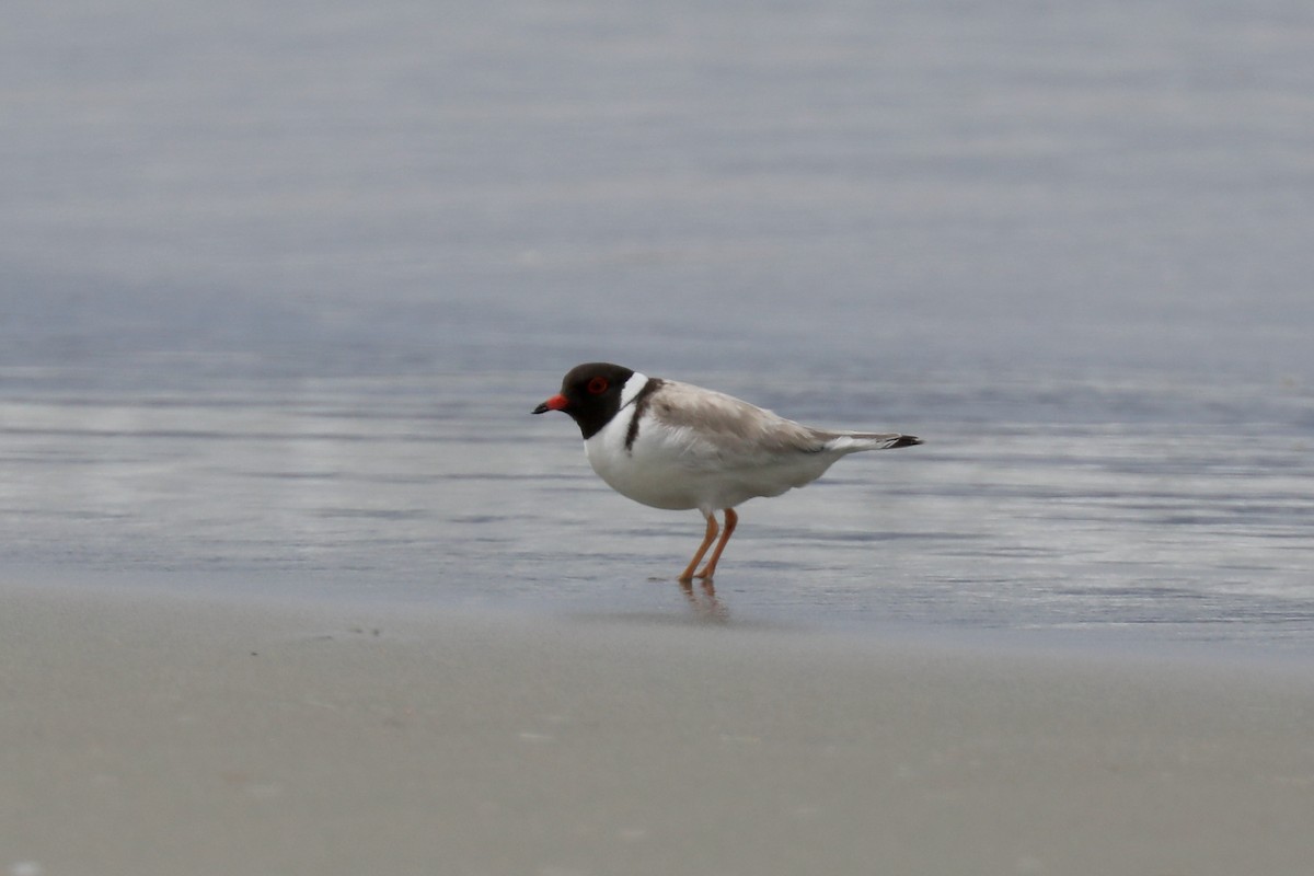 Hooded Plover - ML616996227