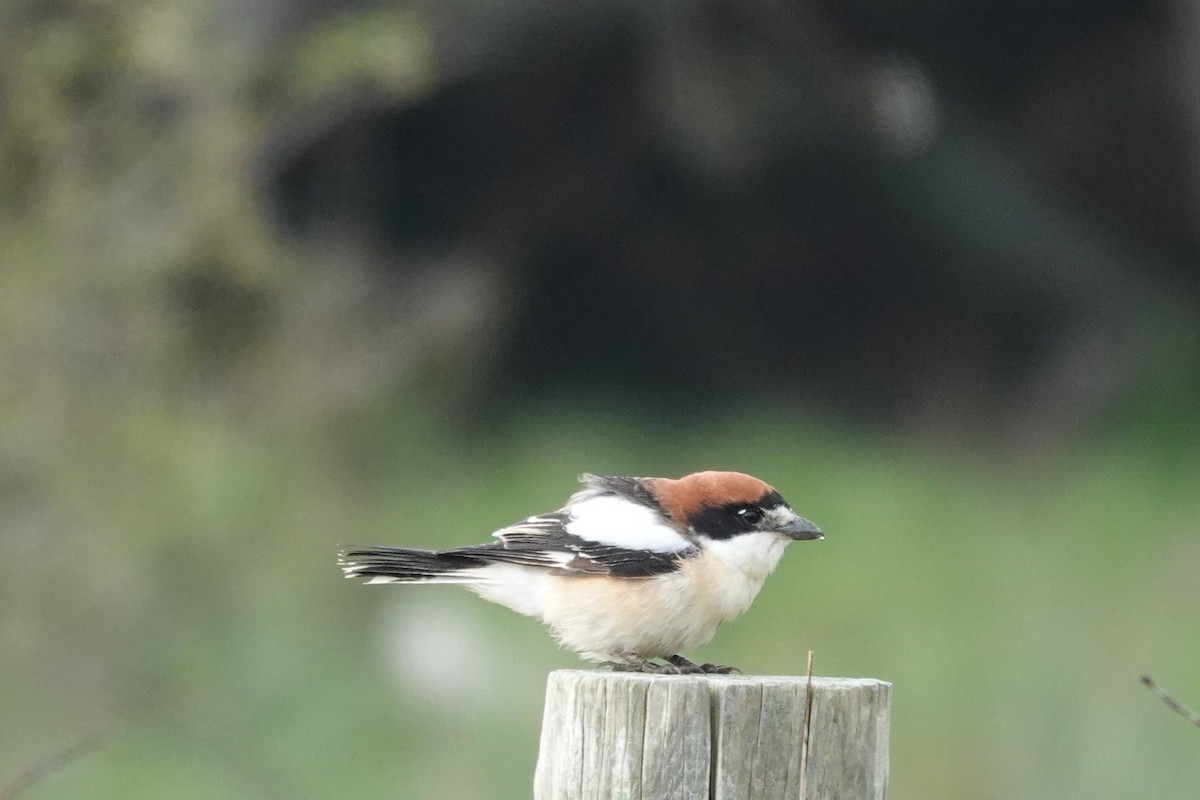 Woodchat Shrike - ML616996231
