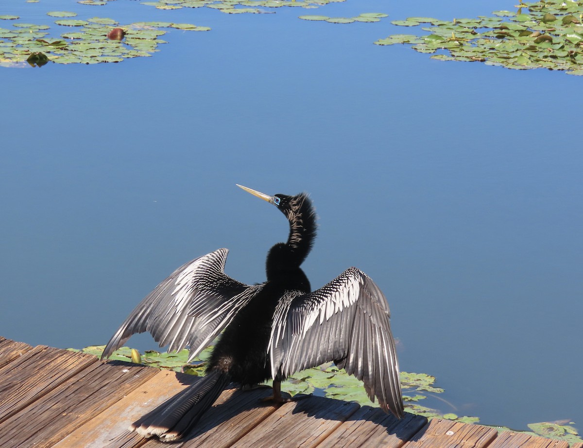 Anhinga - Anonymous