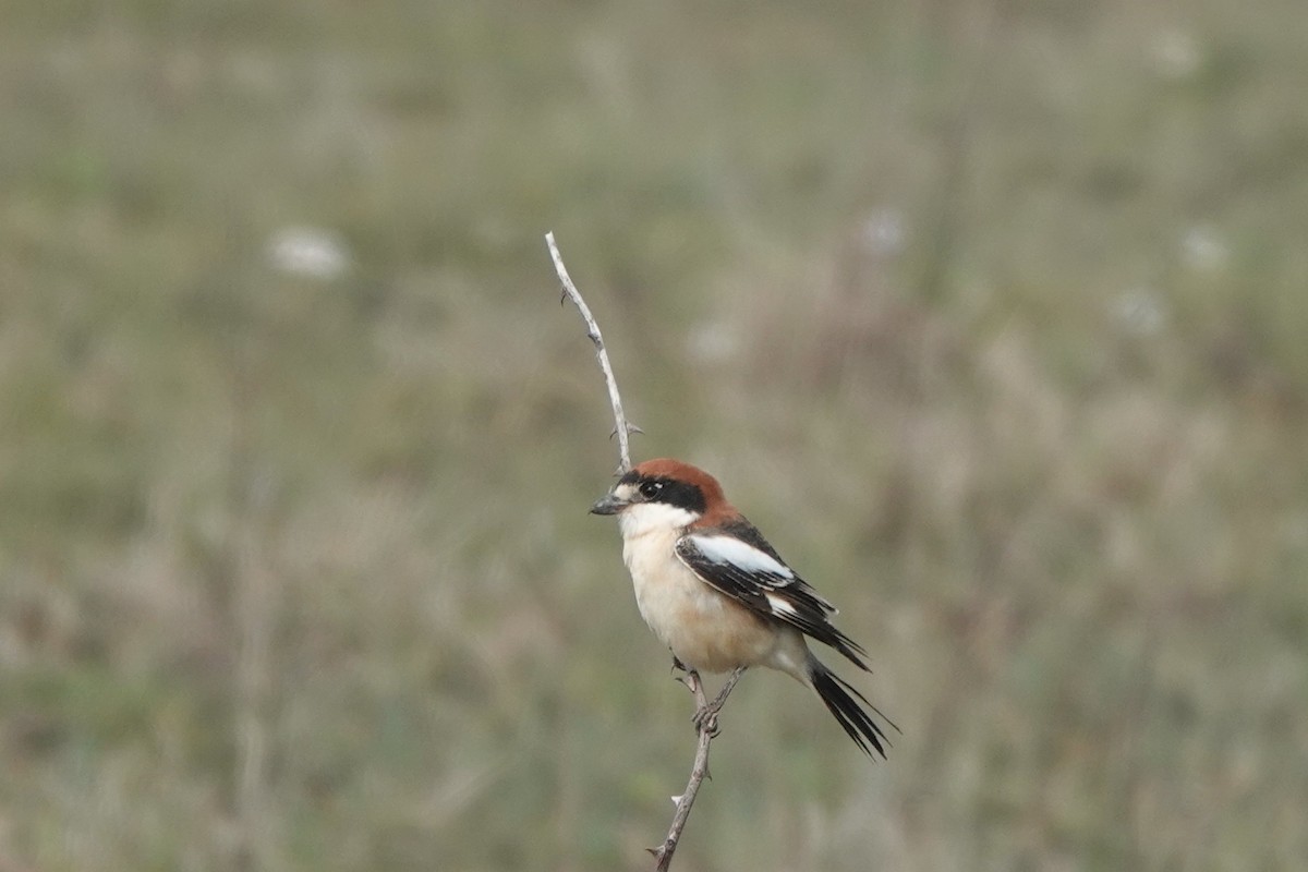 Woodchat Shrike - ML616996290