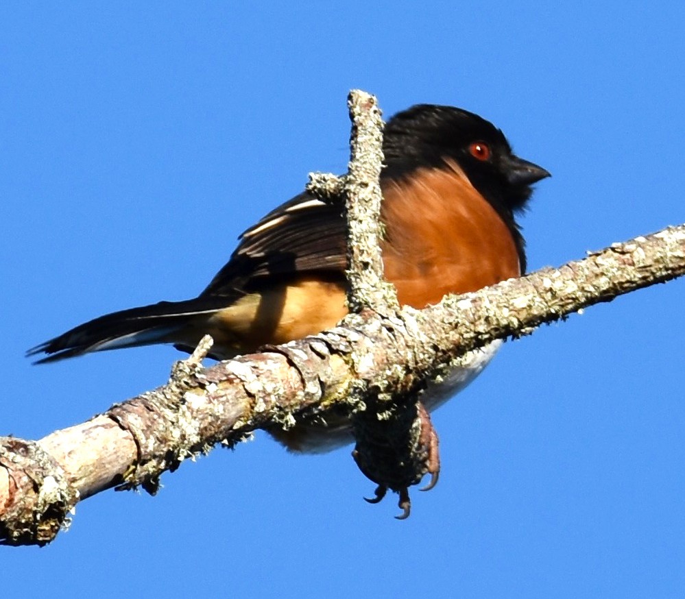 Eastern Towhee - Lisa Tucci