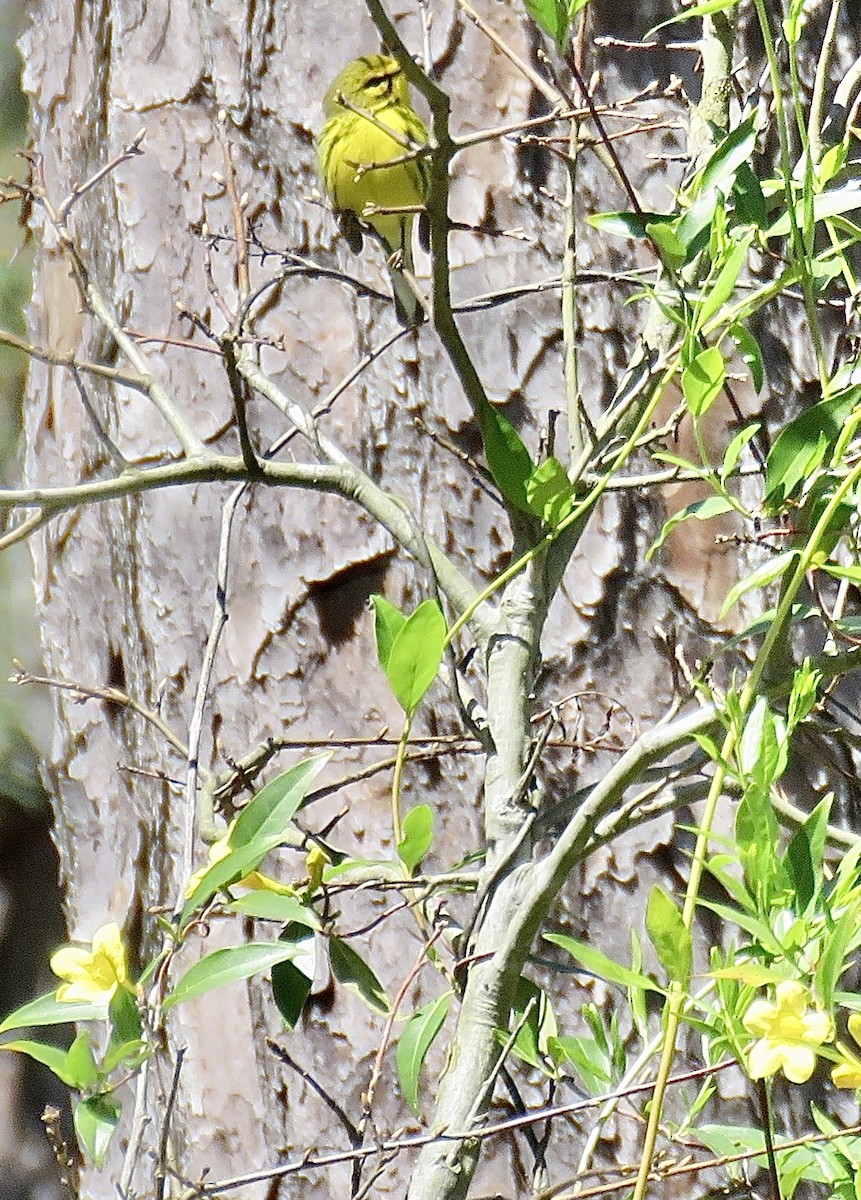 Prairie Warbler - Cherrie Sneed