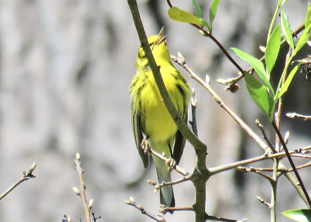 Prairie Warbler - ML616996360