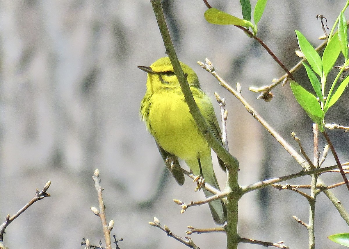 Prairie Warbler - ML616996361