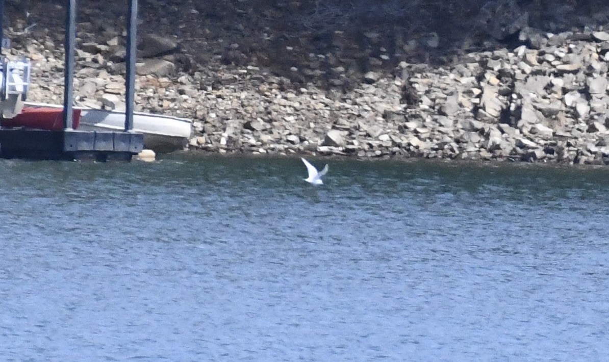 Bonaparte's Gull - Suzanne Zuckerman